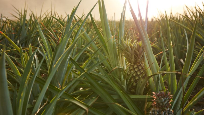 Keluasan tanaman, pengeluaran nanas Sarawak capai 2,450 hektar – LPNM