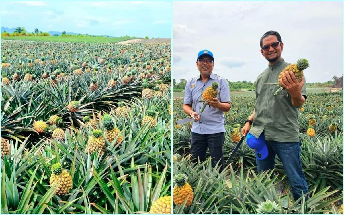 Strategic push for pineapple industry expansion in Sarawak gains momentum